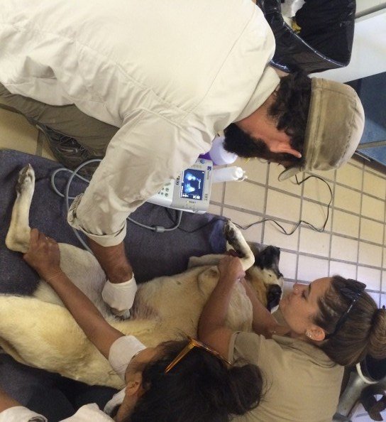 Lady gets her ultrasound from the veterinarian