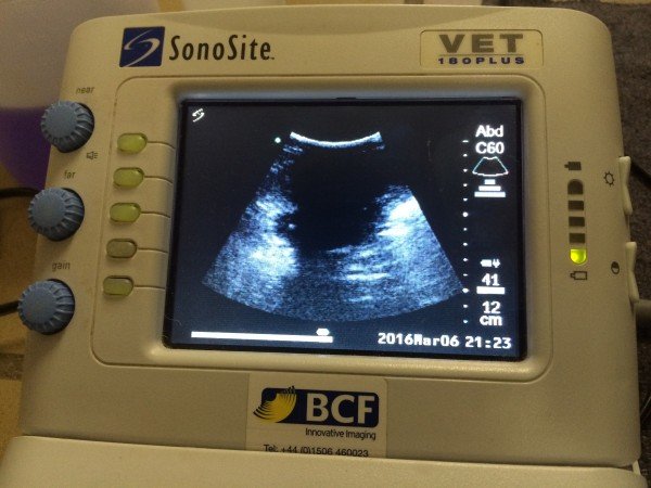 See the embryo above, its the white dot