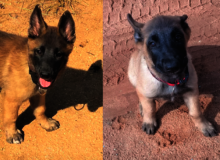 Gamena and Enyakwa as small puppies