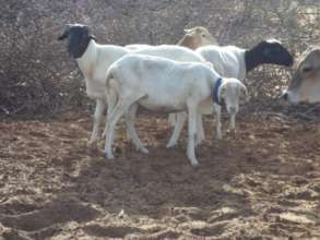 Goats E-Collaring