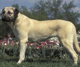 Full grown livestock guard dog