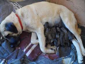 Healthy Mom - Penda and her puppies