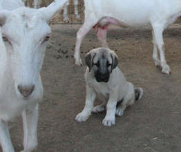 Kangal puppy playing