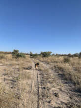 CCF Scat Dog, Gamena