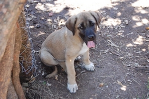 Kenya puppy