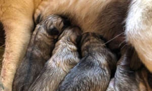 LGD puppies just born