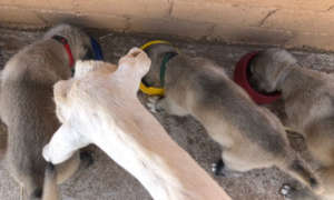 LGD puppies with livestock goat