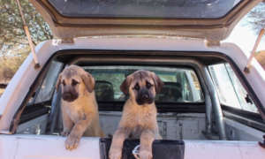 LGD puppies at 9 and 10 weeks