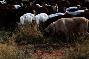 Livestock Guard dog with goats