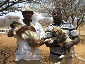 Communal farmers in Namibia receive puppies