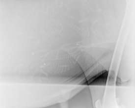 X-Ray of Ladies Puppies