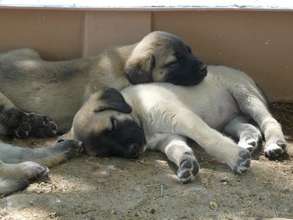 Puppies Sleeping