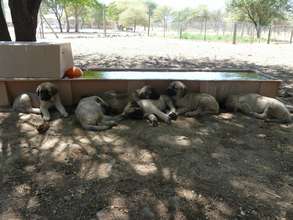 Puppies Taking it Easy