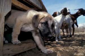 Bolt getting used to his new comforts of home