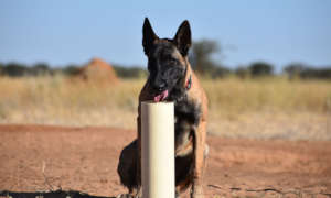 Scat Detection Dog Enkyawa performs a sniff test