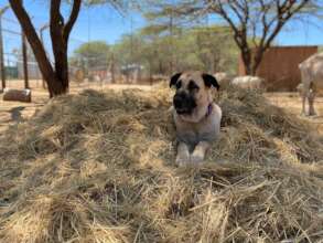 Repet resting while watching the flock