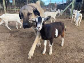 Sheperd in the goat yard at CCF's Model Farm