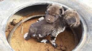 Wild Dog Puppies First Found