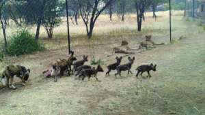 Wild Dog Pups and CCF Ambassador Cheetahs