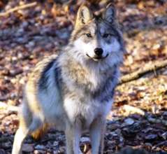Mexican Wolf