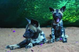 Zebra Legs and White Neck