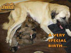 A Very Special Birth