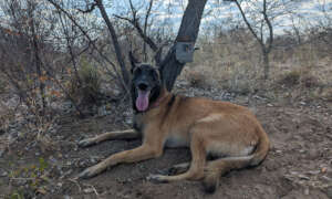 Enya with the camera trap