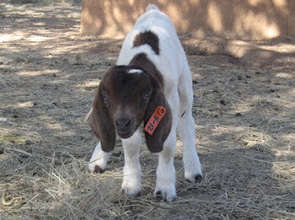 Boer Goat