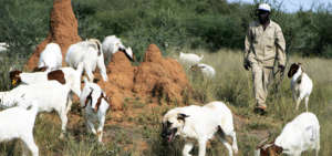 Livestock Guarding Dog Program in Action