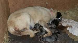 Kiri and her Puppies