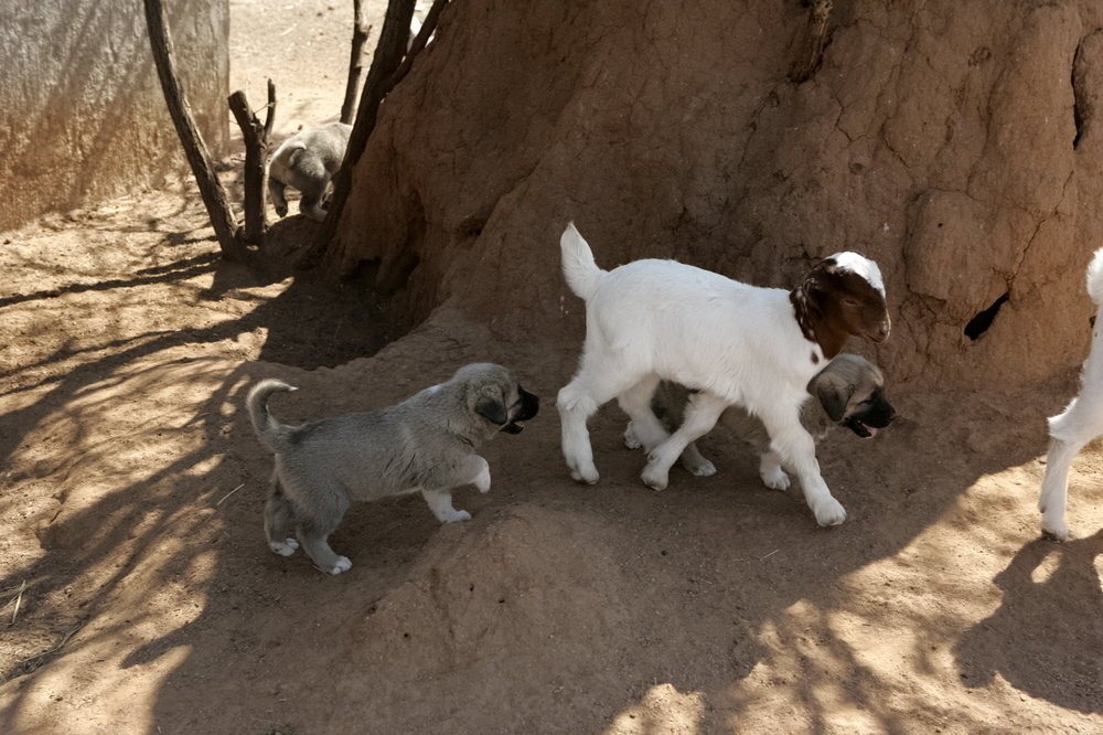 Livestock Guarding Dog-to-be