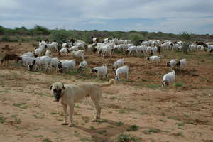 Livestock Guarding Dog with goats