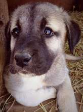 One of our Karabibs' beautiful pups!