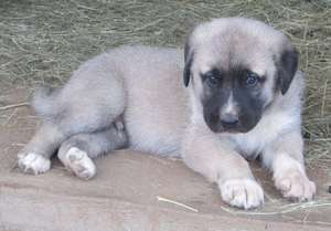 One of the pups at 5 weeks, growing fast!