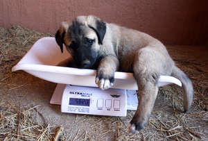 Worth his weight in gold