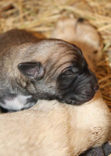 Uschi's pups take a nap