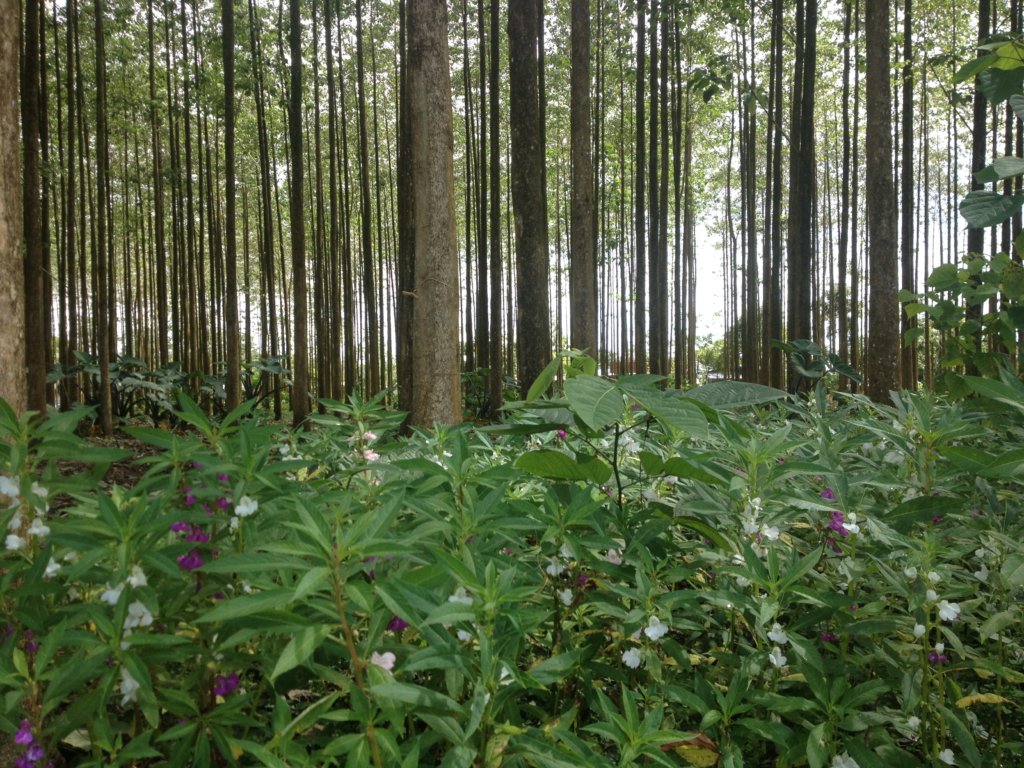 Save Tropical Forest Animals by Planting Trees