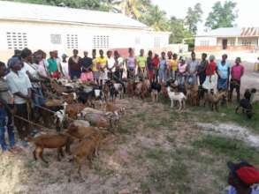 Distributing goats to families in the sponsor pgm.