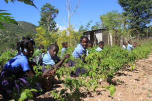 The school garden at Wesleyan School in Nan Mango