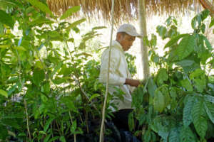 Farmers tending to seedlings