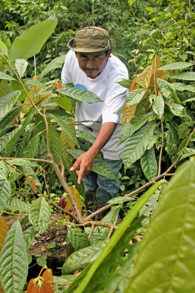Assist Local Indigenous Farmers in Southern Belize