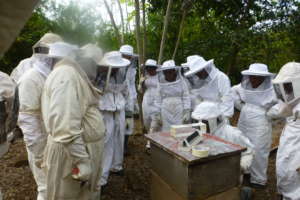 Learning about Beekeeping