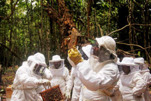 Beekeeping