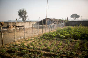 Planning to have an organic garden in Butwal too