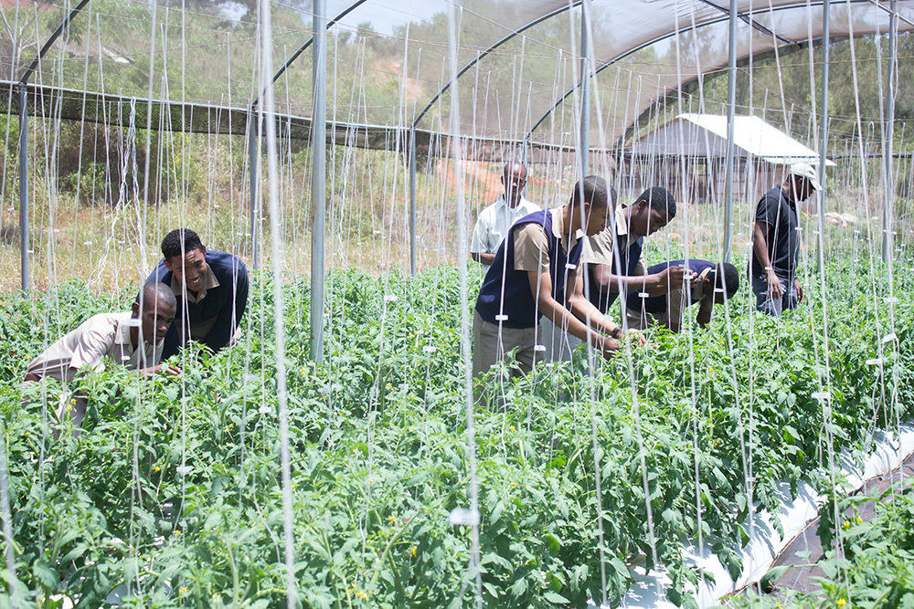 Equip 200 Jamaican Youth to Combat Climate Change