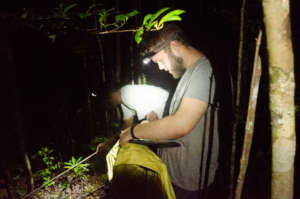 Night herp transect