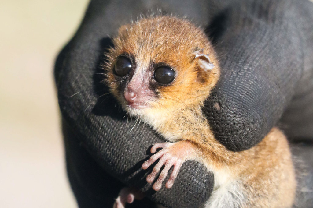 Protect a brand new mouse lemur in Madagascar!