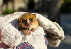 A mouse lemur sports its snazzy new collar!