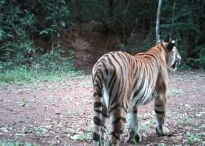 A rare tiger caught on camera trap in Thailand