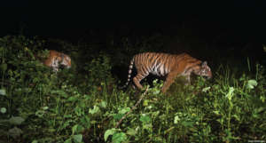 Rare Indo-Chinese tigers caught on camera